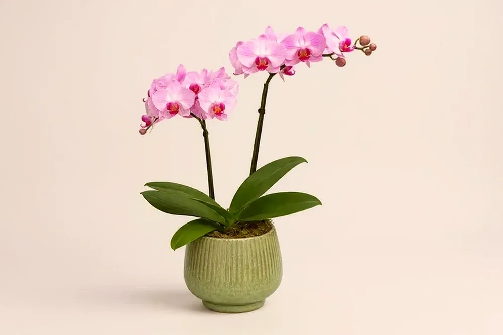 Mini Orquídea Rosa Dupla em Vaso